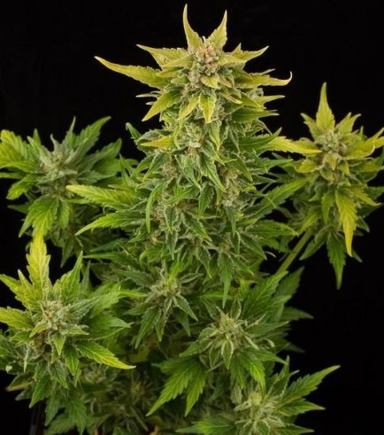 Fruit Autoflowering (Dinafem)