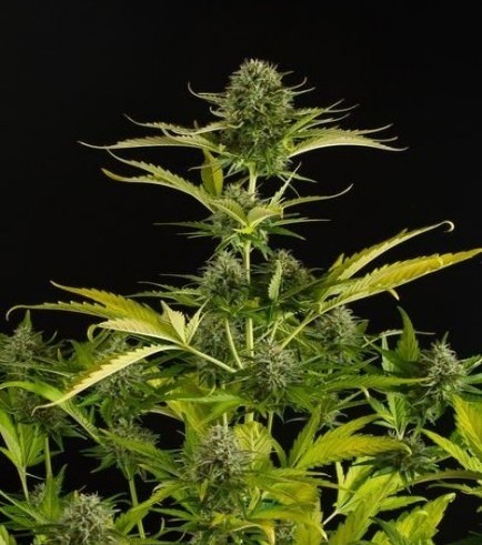 Kush-N-Cheese Autoflowering (Dinafem)