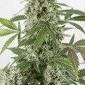 White Widow Autoflowering (Dinafem)