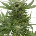 Sour Diesel Autoflowering (Dinafem)