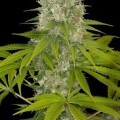 Power Kush (Dinafem)