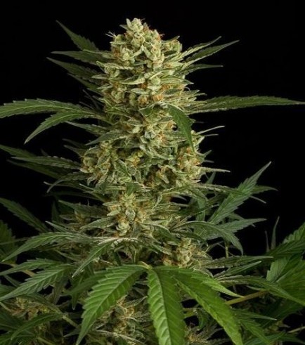 Original Amnesia Autoflowering (Dinafem)