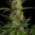 Original Amnesia Autoflowering (Dinafem)