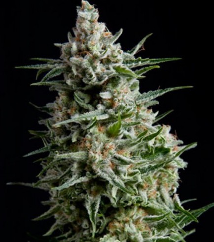 Auto Anesthesia (Pyramid Seeds)