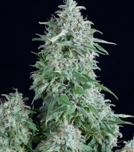 Auto Anubis (Pyramid Seeds)