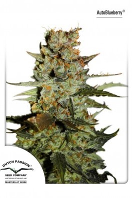 Auto Blueberry