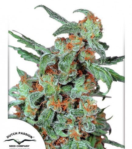 Orange Bud (Dutch Passion)