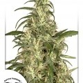 Skunk 11 (Dutch Passion)