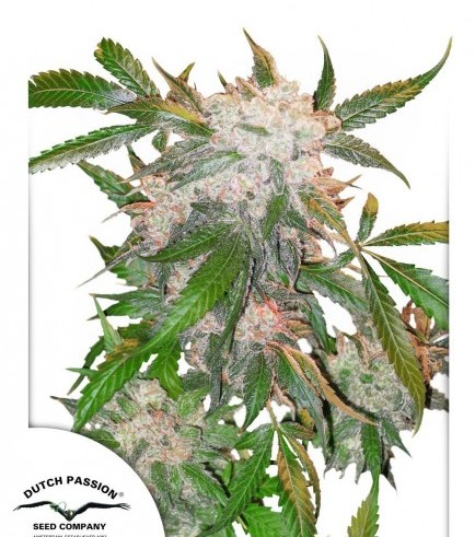 White Widow (Dutch Passion)