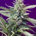 S.A.D. Sweet Afgani Delicious Auto (Sweet Seeds)