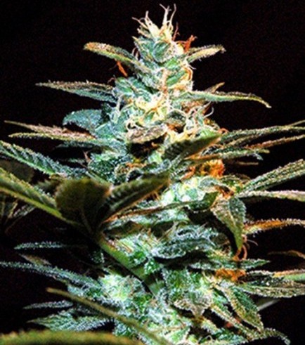 Ice Cool (Sweet Seeds)