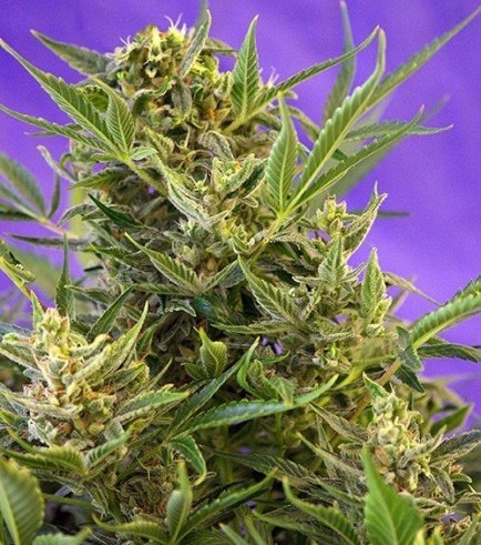 Double White (Sweet Seeds)