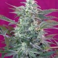 Big Foot (Sweet Seeds)