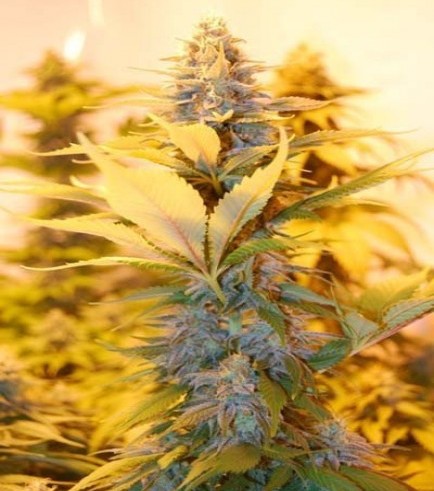 Rockbud (Soma Seeds)