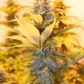 Rockbud (Soma Seeds)