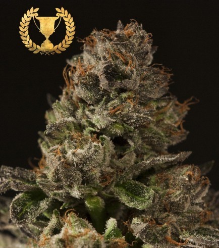 Strawberry Sour Diesel (Devil’s Harvest Seeds)