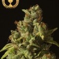 Rollex OG Kush (Devil’s Harvest Seeds)