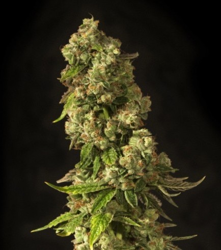 John Doe (Devil’s Harvest Seeds)