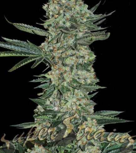 Enemy Of The State (Super Strains)