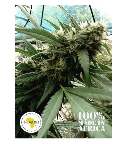Malawi Gold (Seeds Of Africa)