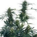 Guerrilla's Gusto (Sensi Seeds)