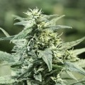 Golden Haze (Devil's Harvest Seeds)