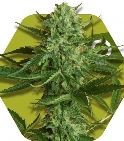 White Widow Haze (Zambeza Seeds)