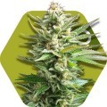 Amnesia Haze XL (Zambeza Seeds)