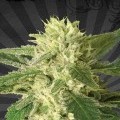 Auto 1 (Auto Seeds)