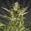 Auto Pounder with Cheese (Auto Seeds)