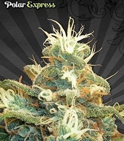 Polar Express (Auto Seeds)