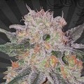 Trans Siberian (Auto Seeds)