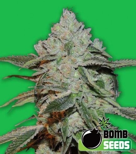 Atomic (Bomb Seeds)