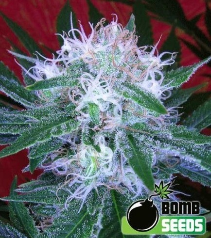 Auto Bomb (Bomb Seeds)