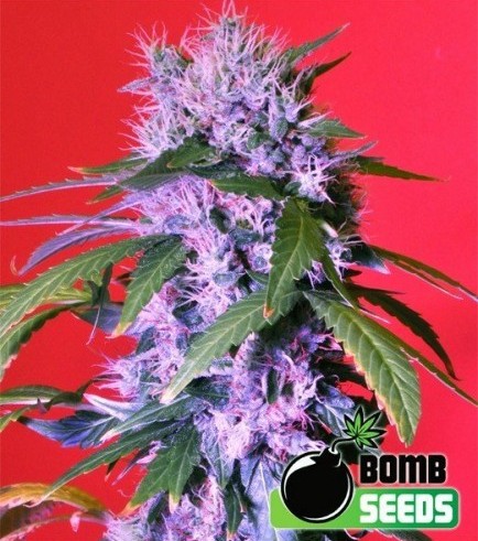 Berry Bomb Auto (Bomb Seeds)