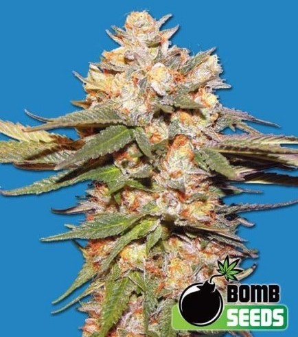 Big Bomb Auto (Bomb Seeds)