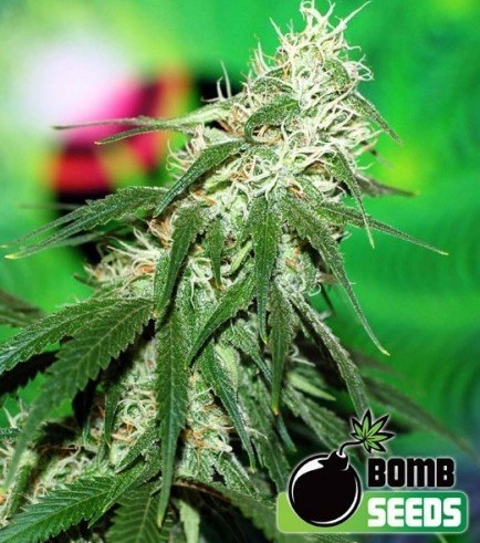 Buzz Bomb (Bomb Seeds)