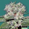 CBD Bomb (Bomb Seeds)