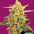 Cherry Bomb (Bomb Seeds)