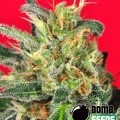 Cluster Bomb (Bomb Seeds)