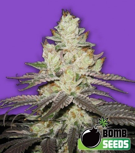 Killer Purps (Bomb Seeds)