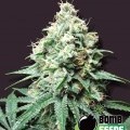 Kush Bomb (Bomb Seeds)