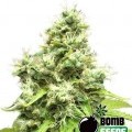 Medi Bomb 1 (Bomb Seeds)