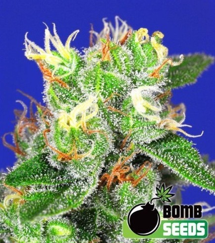 Medi Bomb 2 (Bomb Seeds)