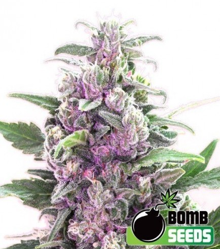 THC Bomb (Bomb Seeds)