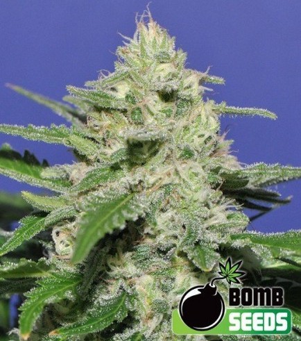 Widow Bomb (Bomb Seeds)