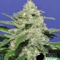 Widow Bomb (Bomb Seeds)