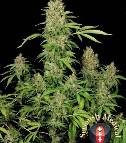 CBD-Chronic (Serious Seeds)