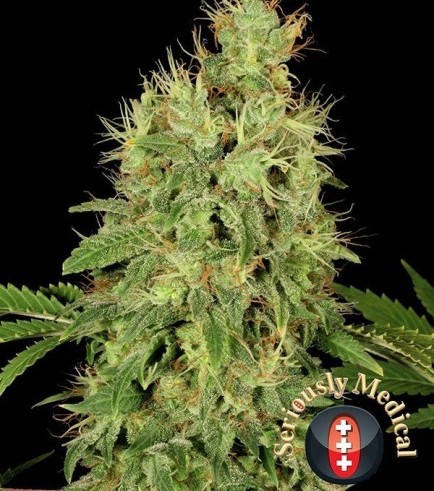 CBD-Chronic (Serious Seeds)