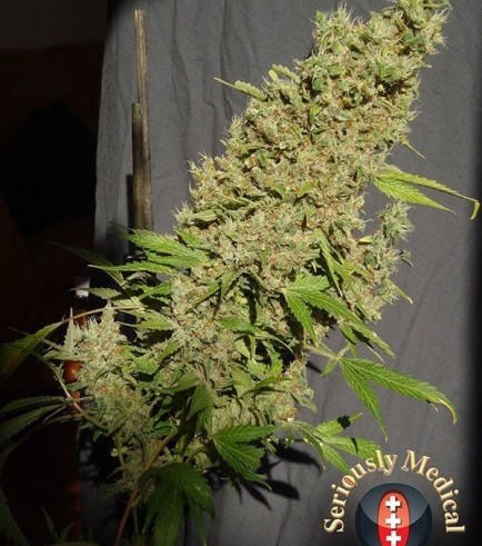 CBD-Chronic (Serious Seeds)